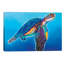 Rainbow Sea Turtle by DawgArt - Gallery-Wrapped Canvas Giclee on Canvas-89233149-50029501