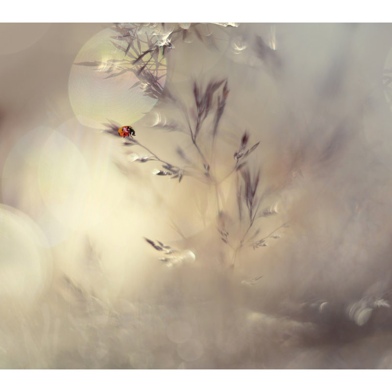 Wrapped Canvas Print, 60.96 cm H x 91.44 cm W