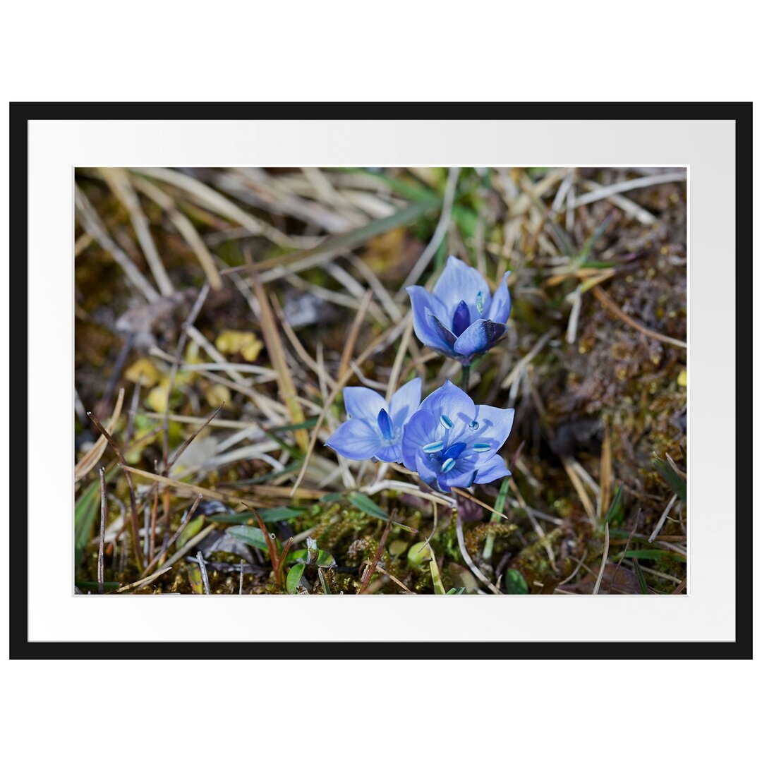 Gerahmtes Poster Kleine süße Blaue Blume