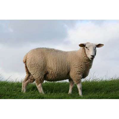 Mouton par Sieto