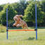 Agility Hurdle for Dogs