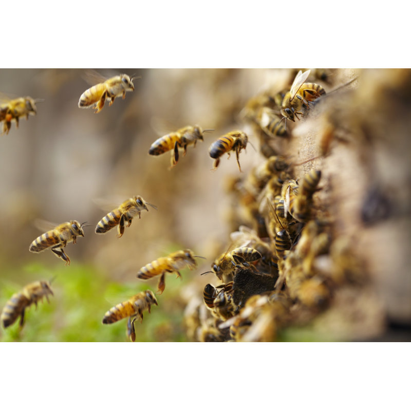 Honey Bees Flying by Bo1982 - Wrapped Canvas Print, 30cm H x 46cm W