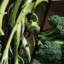 Tapisserie murale légumes broccoli rabe-133633400