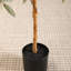 Adcock Artificial Olive Plants with Realistic Leaves and Natural Trunk, Fake Potted Tree Home Decor-483326338