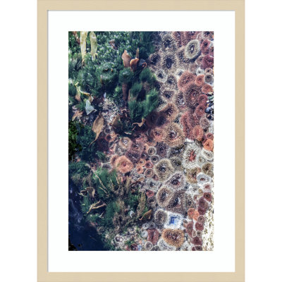 Daisey "Ocean Curiosities" Print