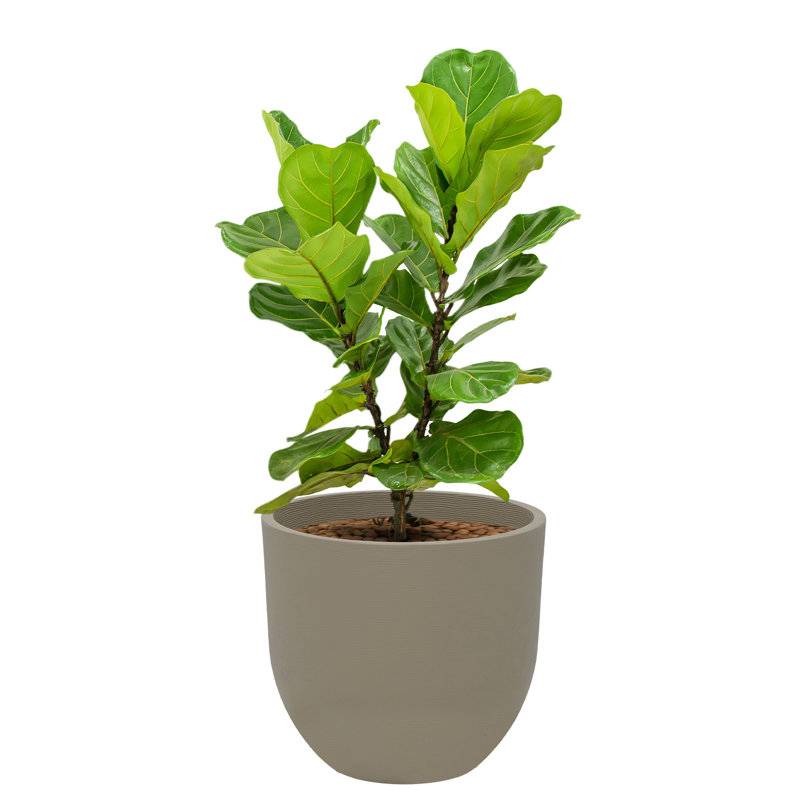 Pot Planter, Beige