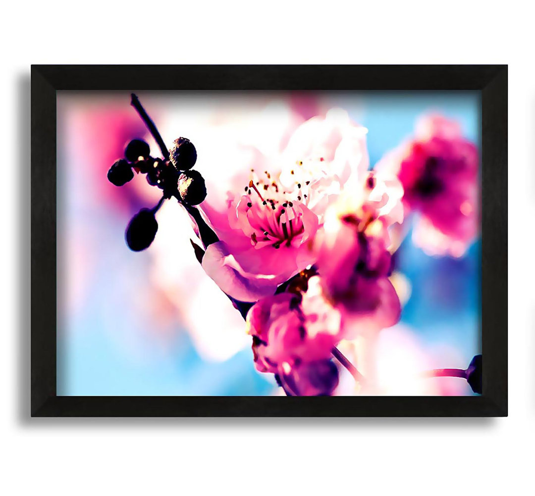 Gerahmtes Wandbild Beautiful Cherry Blossom