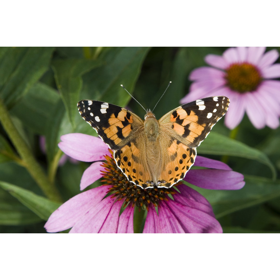 Painted Lady von AlbyDeTweede - Leinwandbild