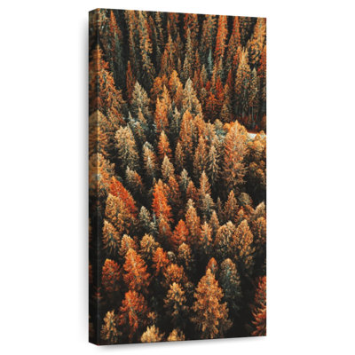 Forêt de pins en automne