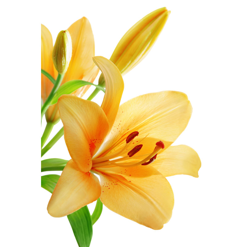 Lilies by Adisa - Wrapped Canvas Print, 46cm H x 30cm W x 3.8cm D