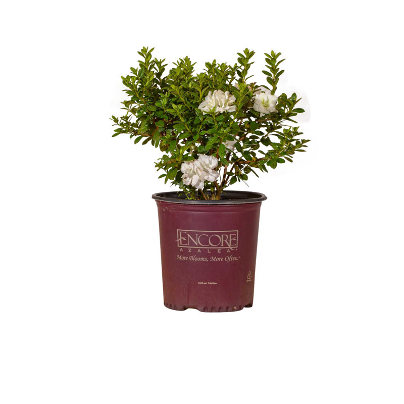1 Gallon Autumn Moonlight Encore Azalea - White Blooming Evergreen Shrub for Sun to Part Shade