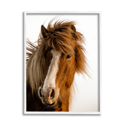 " Long Mane Horse Equestrian Portrait Brown Animal Photograph "