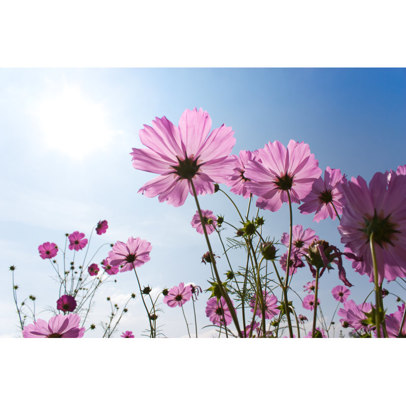 Blossom Pink Flower In A Beautiful Day by Jomphong - Wrapped Canvas Print, 30cm H x 46cm W x 3.8cm D