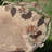 Emaliya Iron Birdbath