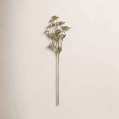 Rimma Gomphrena Stems