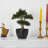 15'' Faux Bonsai Tree in Planter