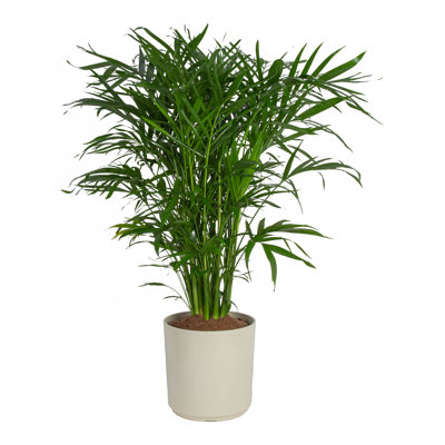 Costa Farms Cat Palm Plant