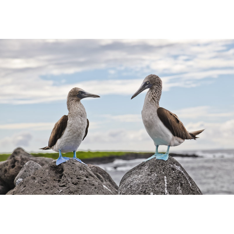 Blue-Footed Booby - Wrapped Canvas Print, 20" H x 30" W x 1.5" D, Grey/Blue/Green