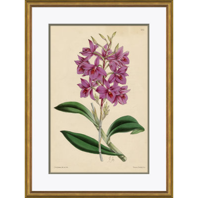 Curtis's Botanicals - Peinture encadrée sur papier