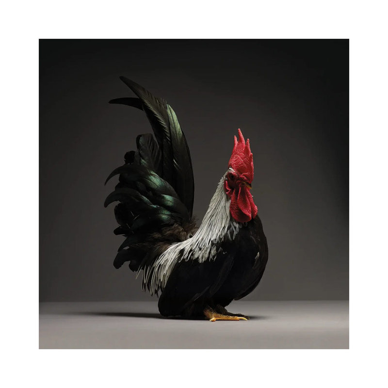 Chabo by CHICken - Wrapped Canvas Print, 45.72 cm H x 45.72 cm W x 1.91 cm D