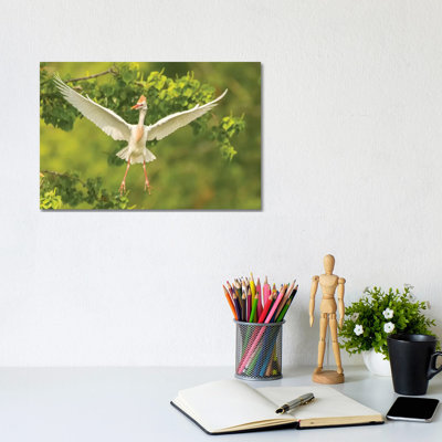 USA, Louisiana, Vermilion Parish. Cattle Egret Taking Flight. by Jaynes Gallery - Wrapped Canvas Print