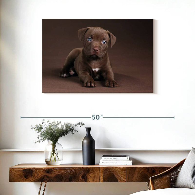 Chiot Brampt Pit Bull