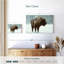 Bison des neiges Brampt-108817676