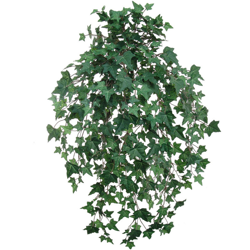 33" plante anglaise suspendue de lierre