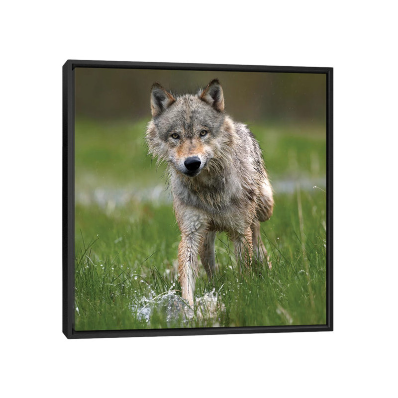 « louping through water, north america », impression sur toile, H 18 po x l 18 po x P 1,5 po, Toile avec cadre noir