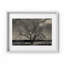 Baum Im Winter Print by Joseph Regan-66911028-66911029