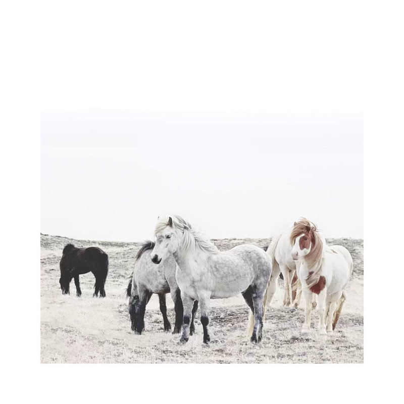 Wild And Free Horses Of Iceland I Square by Monika Strigel - Print on Canvas, 66.04cm H x 66.04cm W x 1.91cm D