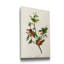 Pl 53 Finch peint, reproduction d'art sur toile tendue-201477760