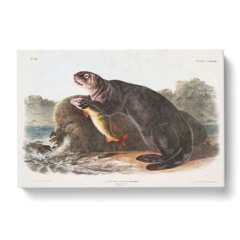 Sea Otter by J.W. Audubon - Wrapped Canvas, 50cm H x 76cm W x 3cm D