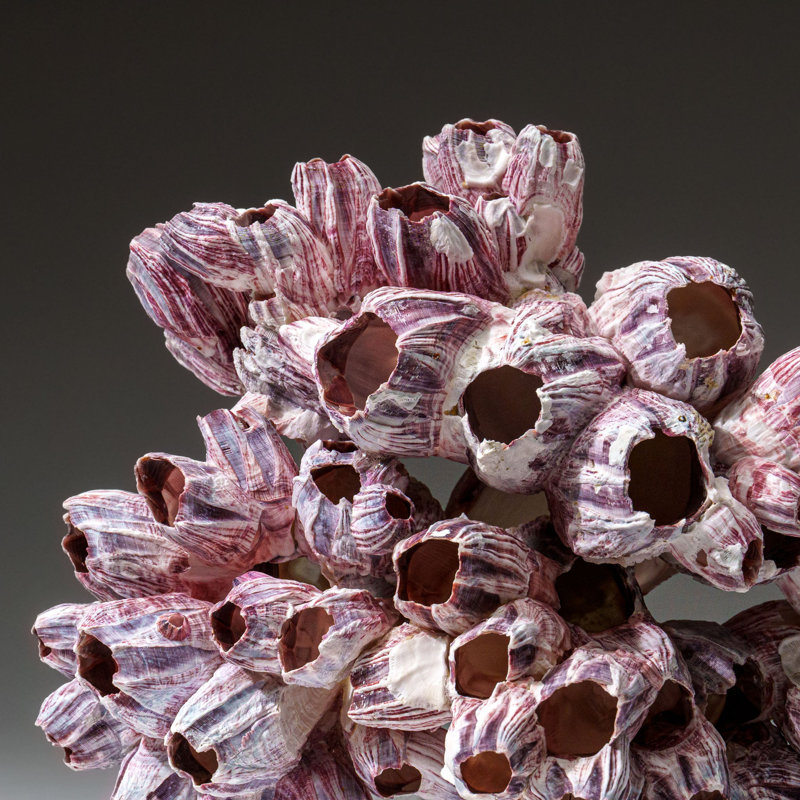 Genuine Purple Acorn Barnacle Cluster (1.5 Lbs)