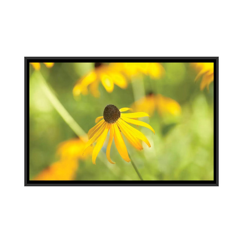 « susan study i », reproduction de photo sur toile, H 18 po x l 26 po x P 1,5 po, Toile avec cadre noir, Pas de tapis
