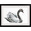 «Endicott Swan (Charcoal)» par Mark Adlington, reproduction d'art