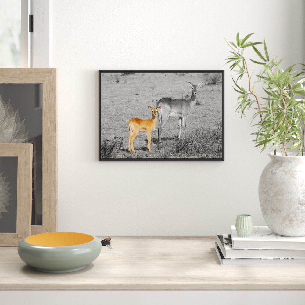 Gerahmtes Wandbild Indische Gazelle mit Jungtier