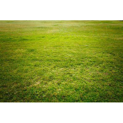 Fond d'herbe verte par Themacx