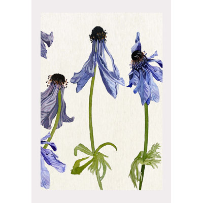 " Wilted Anemone On Ecru "