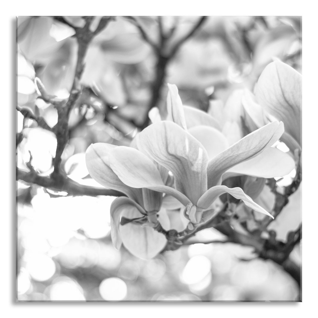 Glasbild "Magnolienblüten im Frühling"