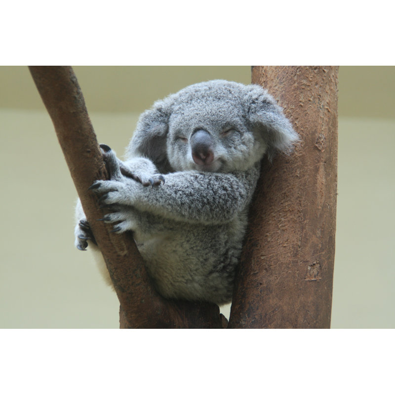 " Koala Resting " by Arnaud_Martinez, 12" W x 8" H