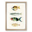 East Indies Fish Illustrations Fol. 40 by Louis Renard - Picture Frame Graphic Art Print-55537137-55537138