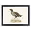 Common Moorhen by Von Wright - Picture Frame Painting Print-55510401-55510402