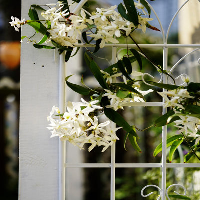 4 Pack Metal Garden Trellis 71" X 19.7" Rustproof Trellis For Climbing Plants Outdoor Flower Support Cream