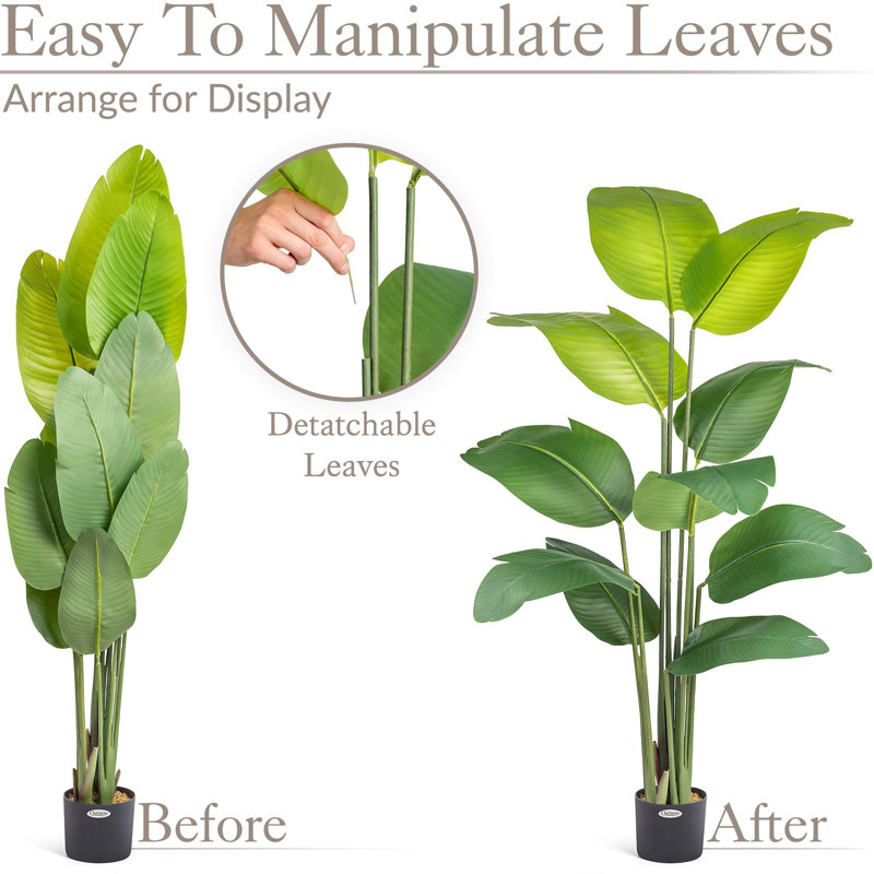 150cm Plant