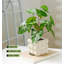 9,45 plante