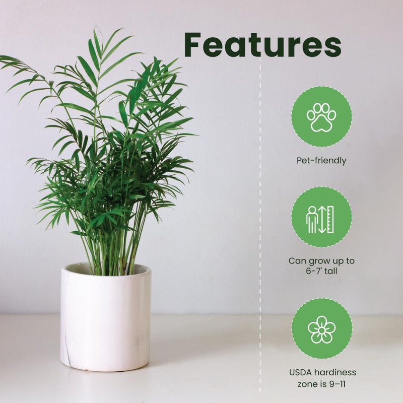 Areca Palm 4-Inch Pots 3-Pack Lush Green Indoor/Outdoor Plants