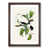 Walnut Framed selected