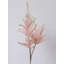 Blush Astilbe-2071216640-2071216647