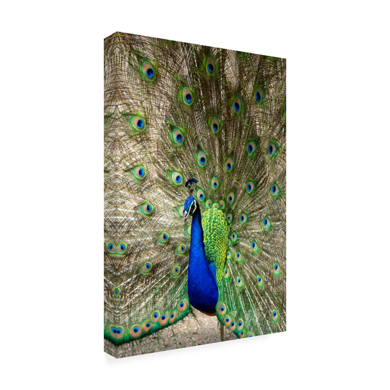 «Modern and Contemporary Peacock Show Front 2» sur toile, H 12 po x l 19 po x P 2 po